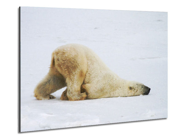 Polar Bear Itch Metal Print
