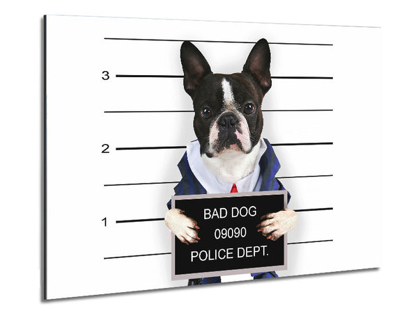 Naughty French Bulldog Metal Print
