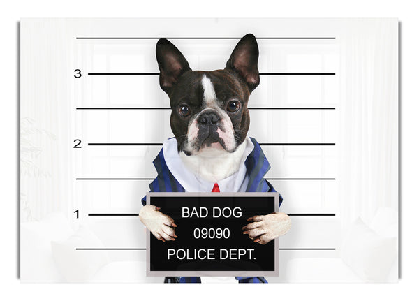 Freche französische Bulldogge