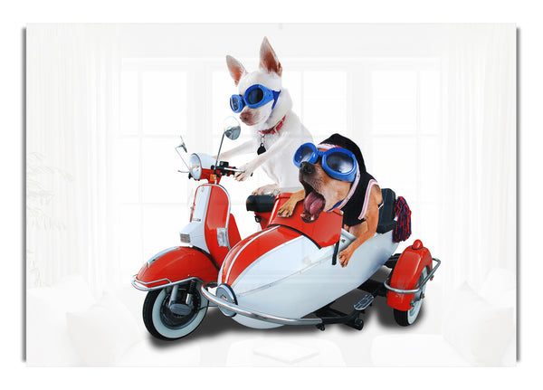 Chihuahua Beiwagen Mayhem Hunde