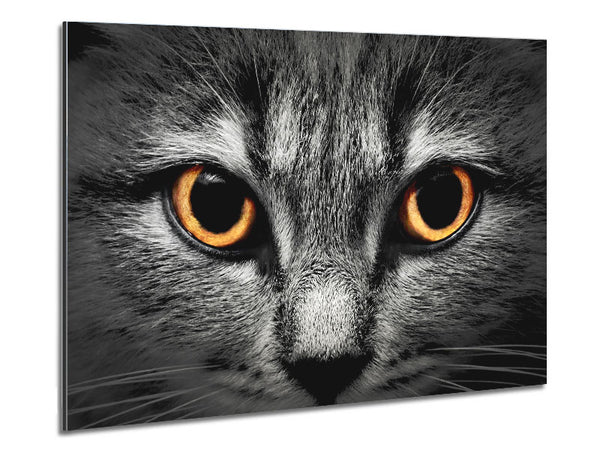 Orange Cat Eyes Metal Print