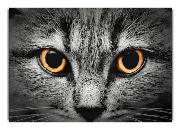 Orange Katzenaugen