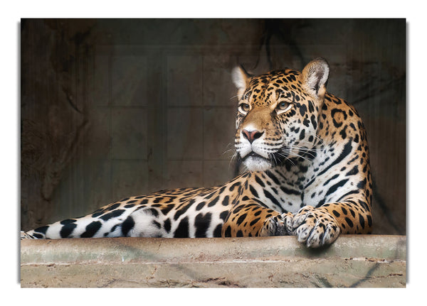 Young Tiger Resting