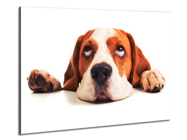 Lazy Basset Hound Dog Metal Print