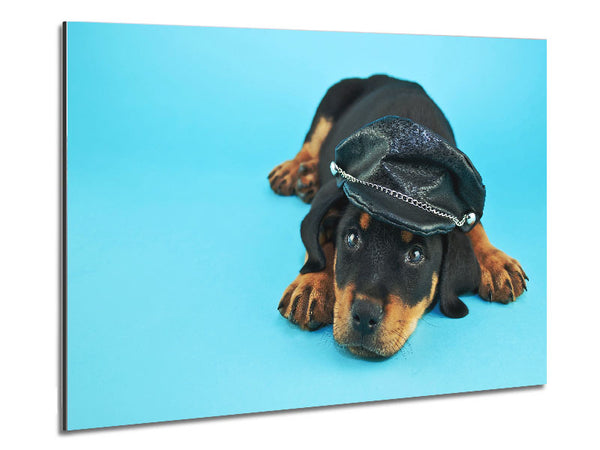 Rottweiler Puppy Dog Hat Metal Print