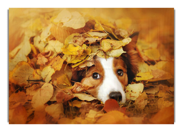 Hund im Herbstlaub