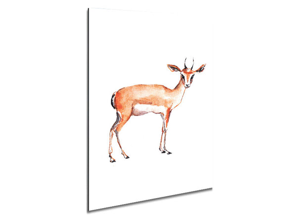Springbok Metal Print
