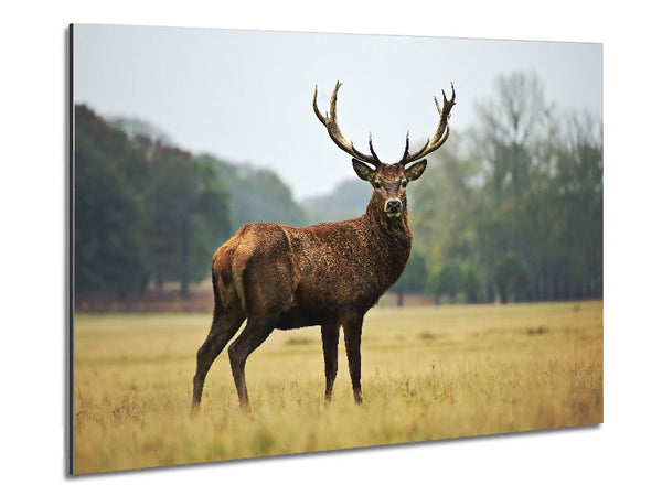 Red Deer Beauty Metal Print