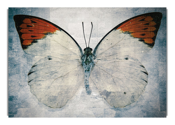 Schmetterling mit orangefarbener Spitze