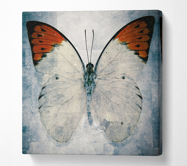 A Square Canvas Print Showing Orange Tipped Butterfly Square Wall Art