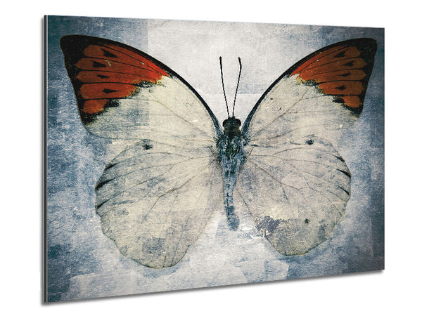 Orange Tipped Butterfly Metal Print