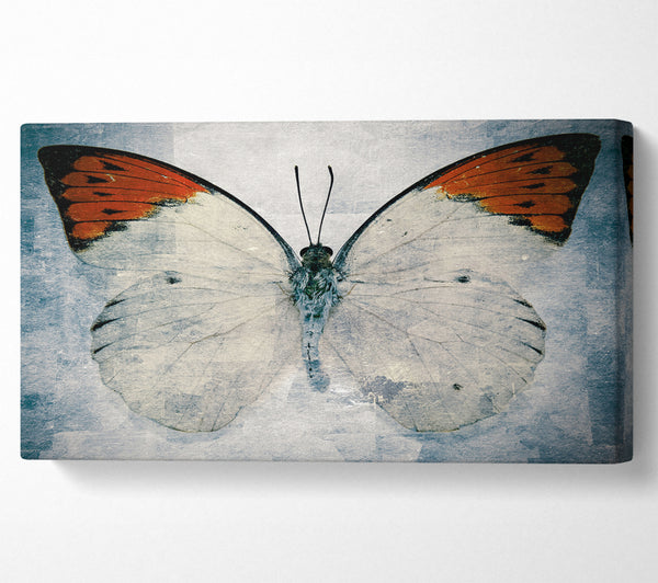 Schmetterling mit orangefarbener Spitze