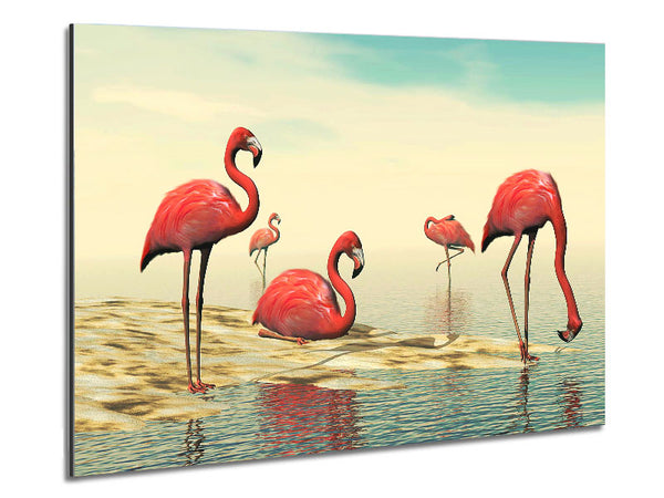 Pink Flamingo Batheing Metal Print