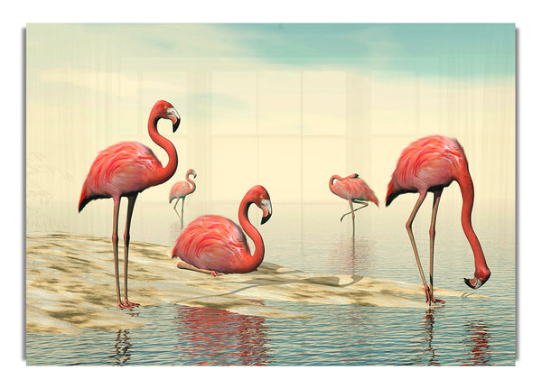 Rosa Flamingo beim Baden