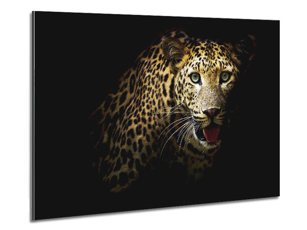 Neugieriger Leopard
