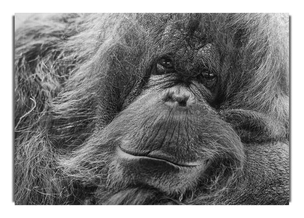 Orang-Utan-Gesicht