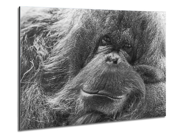 Orangutan Face Metal Print