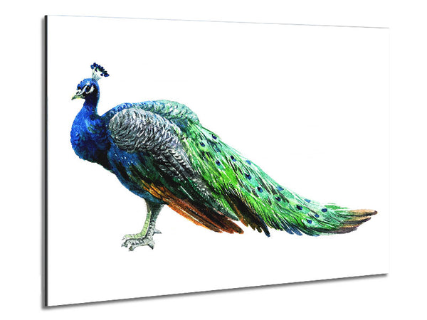 Peacock Stance Metal Print