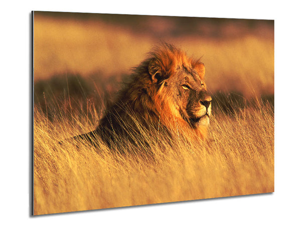 Pride Of The Jungle Metal Print