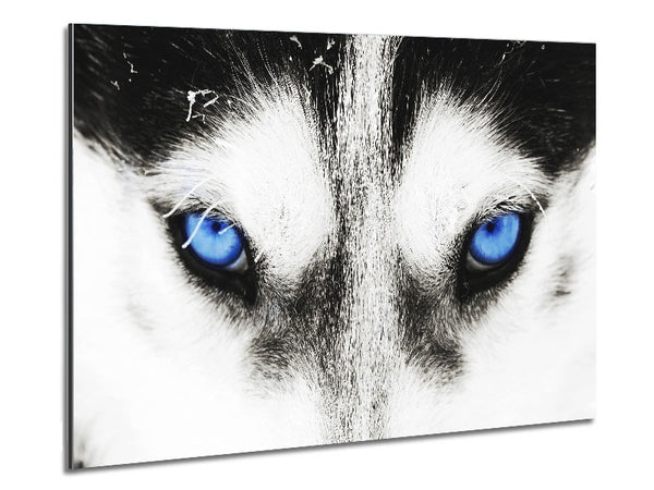 Husky Dog Blues Metal Print