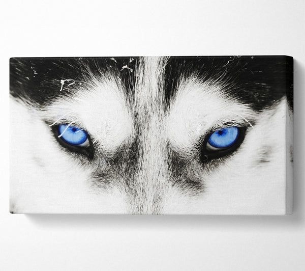 Husky-Hund-Blues