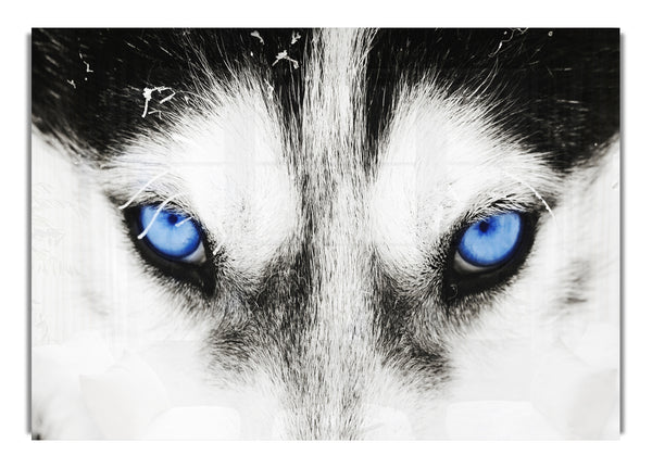 Husky-Hund-Blues