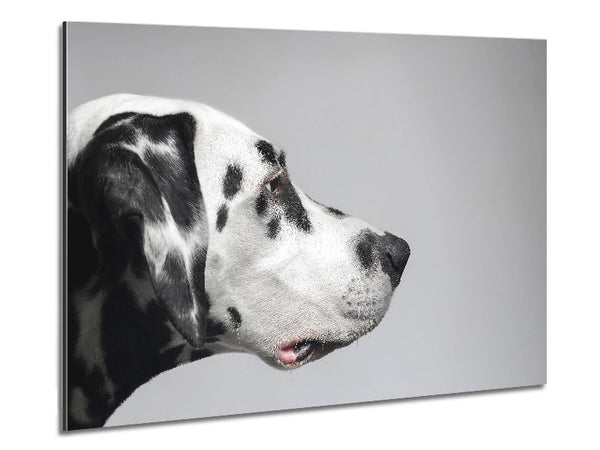 Dalmatiner-Hundegesicht
