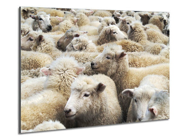 Sheep Heard Metal Print