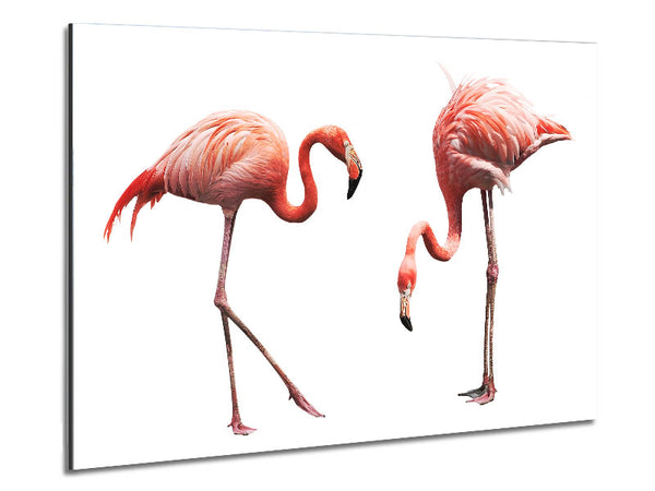 Pink Flamingo Duo Metal Print