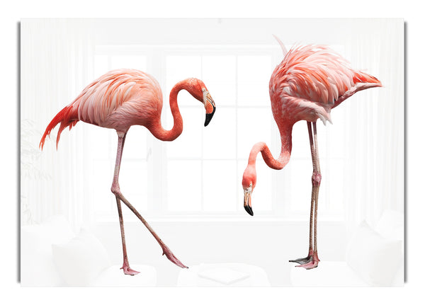 Rosa Flamingo-Duo