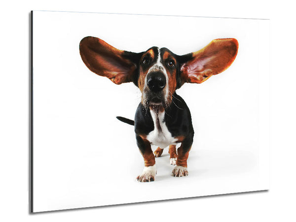 Basset Hound Ohren