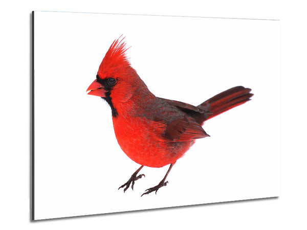Scarlet Tanager Bird Metal Print