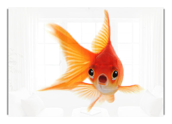 Geschockter Goldfisch