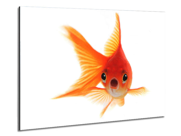 Shocked Goldfish Metal Print