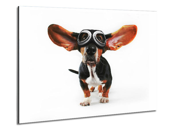 Basset Hound Flight Metal Print
