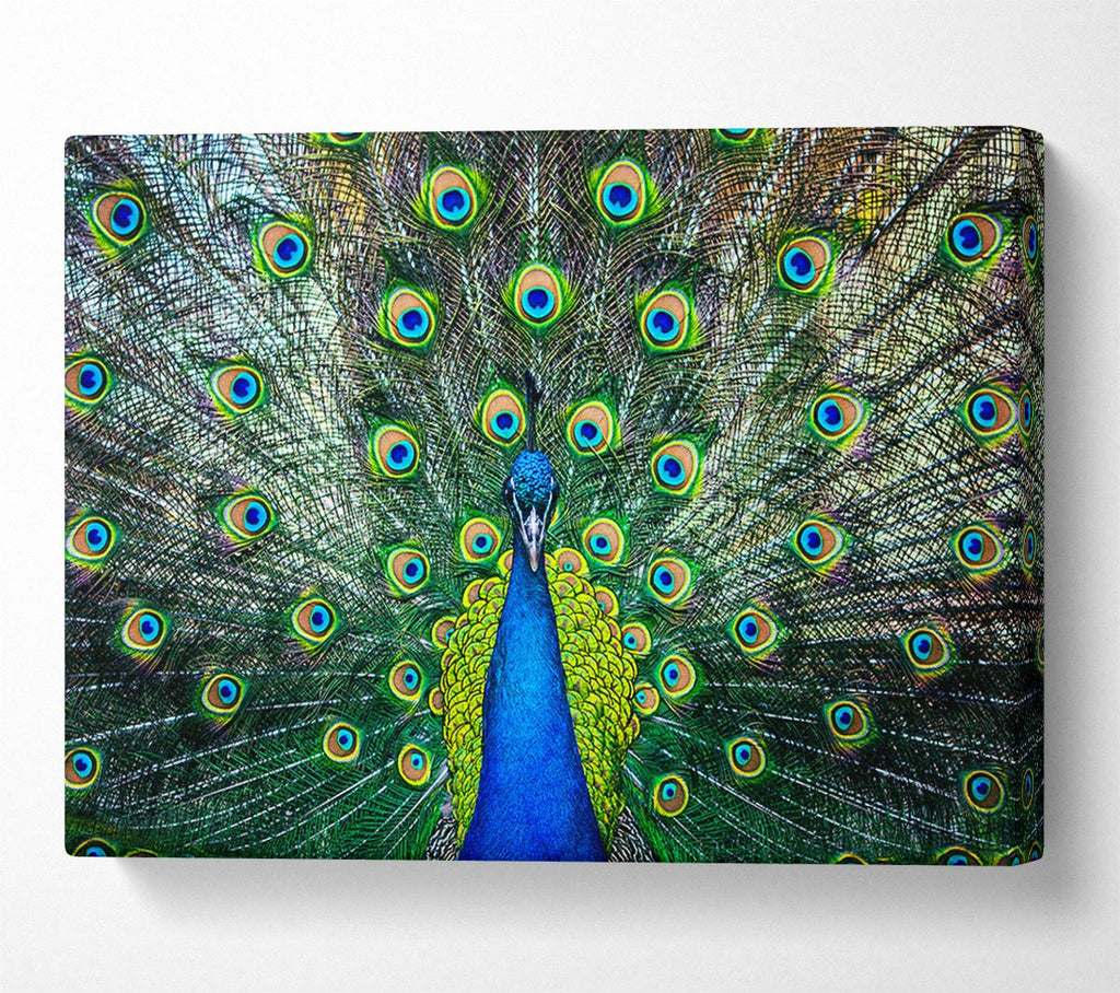 Picture of Peacock Plume Canvas Print Wall Art