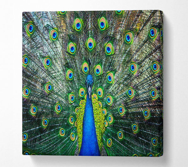 A Square Canvas Print Showing Peacock Plume Square Wall Art