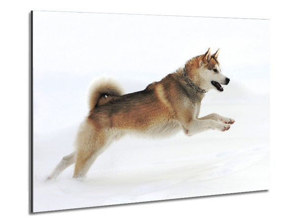 Husky Dog Snow Play Metal Print