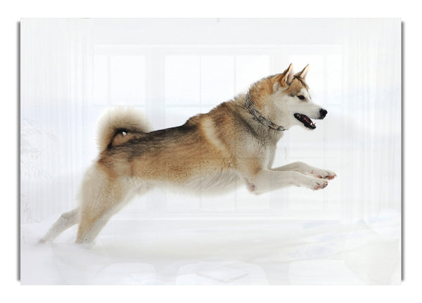Husky Hund Schnee spielen