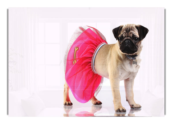 Tutu mit Mops