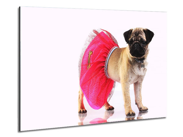 Pug Dog Tutu Metal Print
