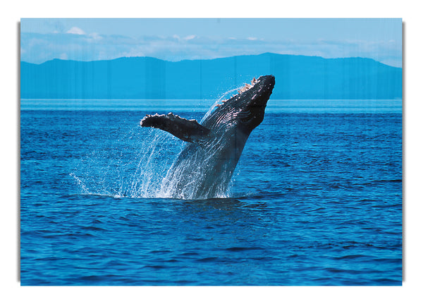 Whale Ocean Jump