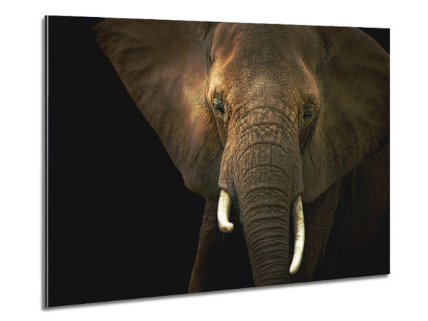Stunning Elephant Face Metal Print