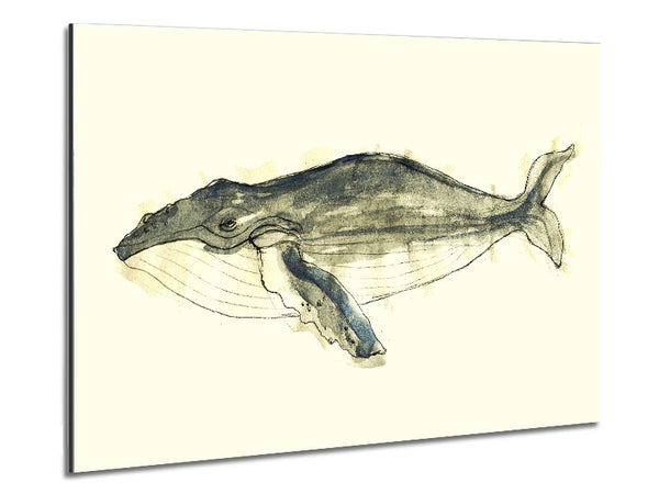 Humpback Whale Metal Print