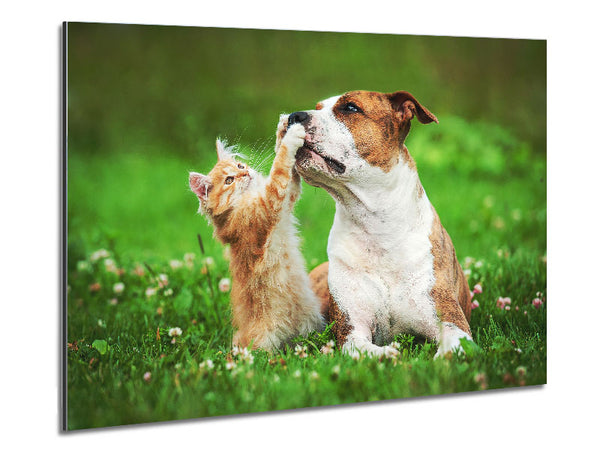 Cat No Dog Talk Metal Print