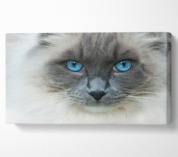Ragdoll-Katzengesicht