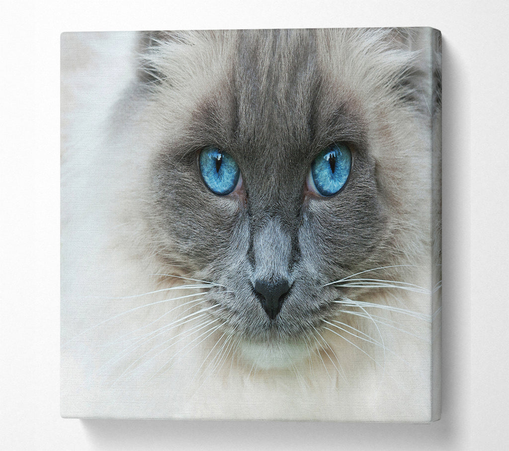 A Square Canvas Print Showing Ragdoll Cat Face Square Wall Art