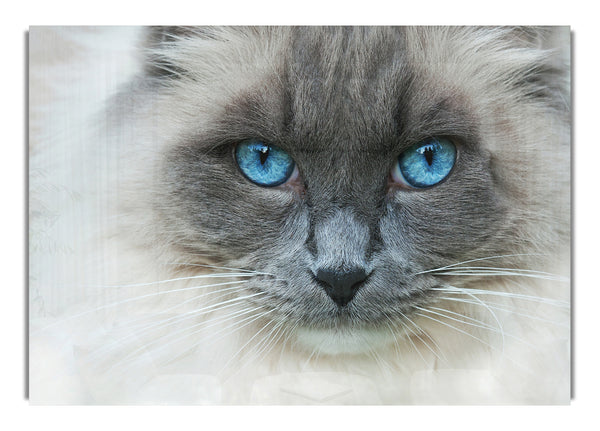 Ragdoll-Katzengesicht