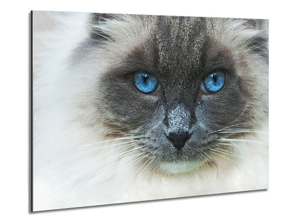 Ragdoll Cat Face Metal Print