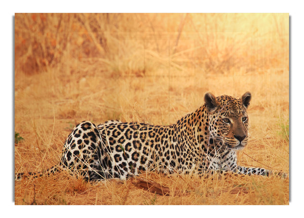 Leopard wartet